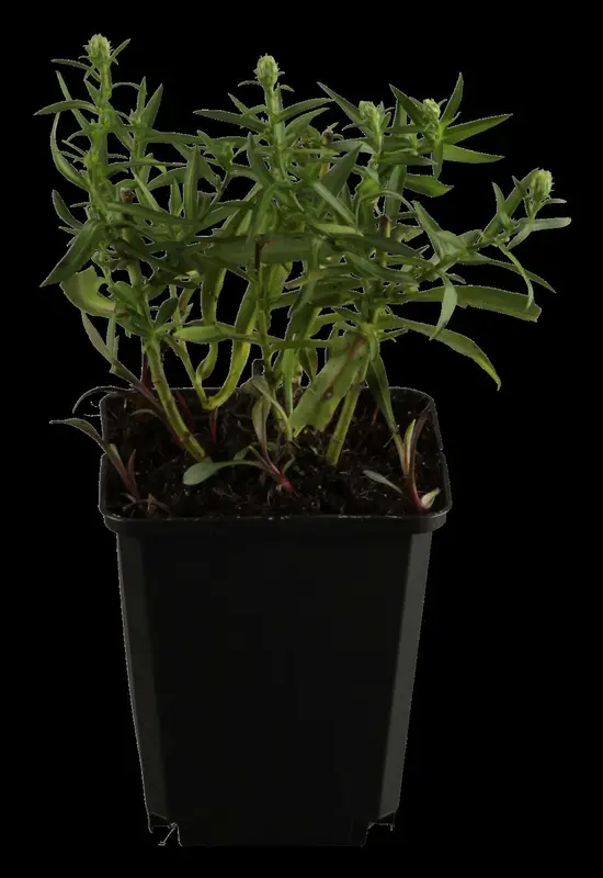 Aster dum. 'Dasfour' ( 'tonga') P9 - afbeelding 2