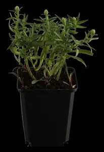 Aster dum. 'Dasfour' ( 'tonga') P9 - afbeelding 2