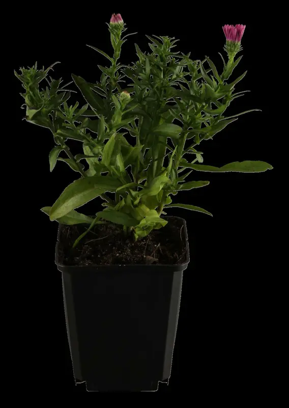 Aster dum. 'Dasfour' ( 'tonga') P9 - afbeelding 1