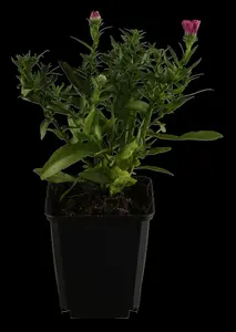 Aster dum. 'Dasfour' ( 'tonga') P9 - afbeelding 1