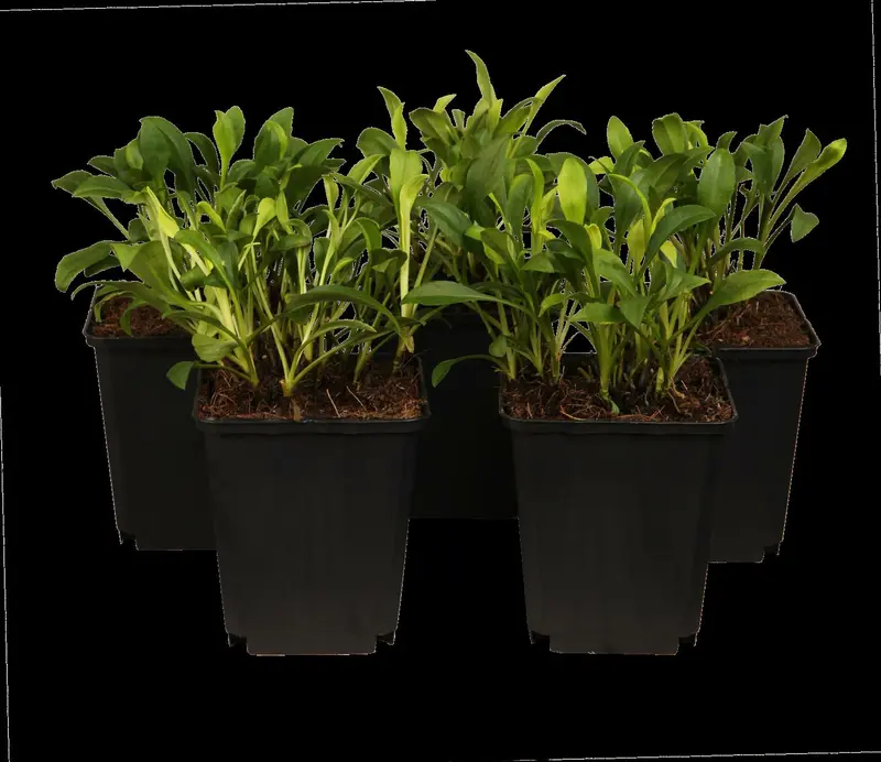 Aster dum. 'Dasfour' ( 'tonga') P9 - afbeelding 5