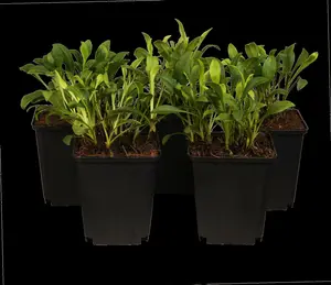 Aster dum. 'Dasfour' ( 'tonga') P9 - afbeelding 5