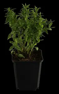 Aster dum. 'Dasfour' ( 'tonga') P9 - afbeelding 3