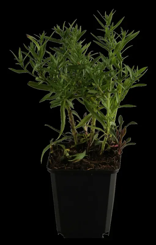 Aster dum. 'Dasfour' ( 'tonga') P9 - afbeelding 4