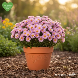 Aster dumosus 'Peter Harrison' P9