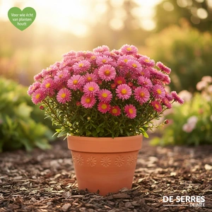 Aster dumosus 'Rosenwichtel' P9