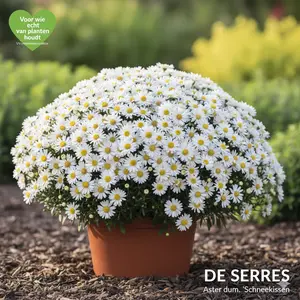 Aster dumosus 'Schneekissen' P9