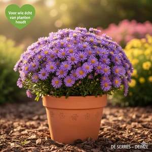 Aster dumosus 'Starlight' P9