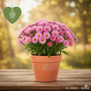 Aster dumosus 'Alice Haslam' P11