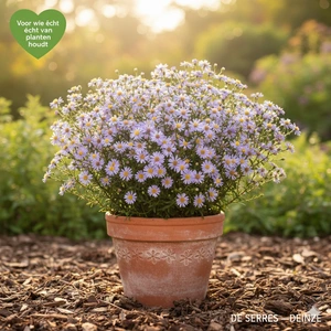 Aster ericoides 'Blue Star' P9