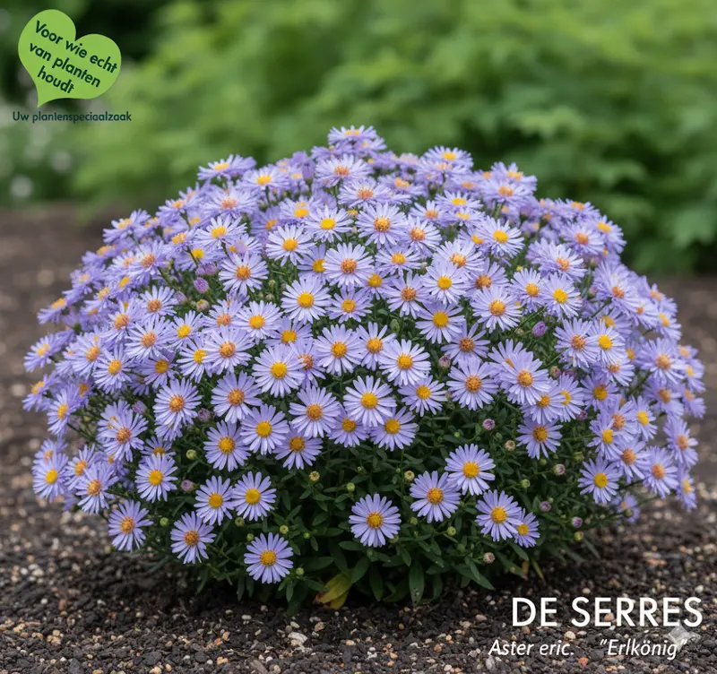 Aster eric. 'Erlkönig' P9 - afbeelding 3