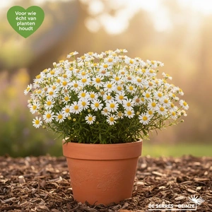 Aster ericoides 'Golden Spray' P9
