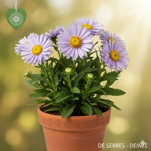 Aster x frikartii 'Jungfrau' P9