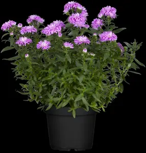 Aster hybr. 'Ariel' P9 - afbeelding 3