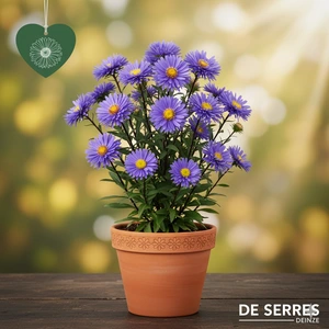 Aster 'JS Barts Blue Beauty'® P9