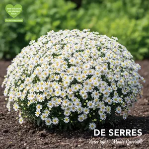 Aster pringlei 'Monte Cassino' P9