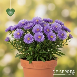 Aster novi-belgii 'Neron' P9