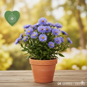 Aster laevis 'Blauschleier' P9