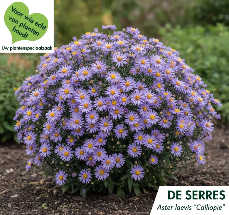 Aster laevis 'Calliope' P9