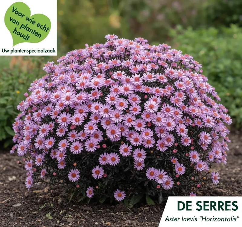 Aster lateriflorus var. horizontalis P9