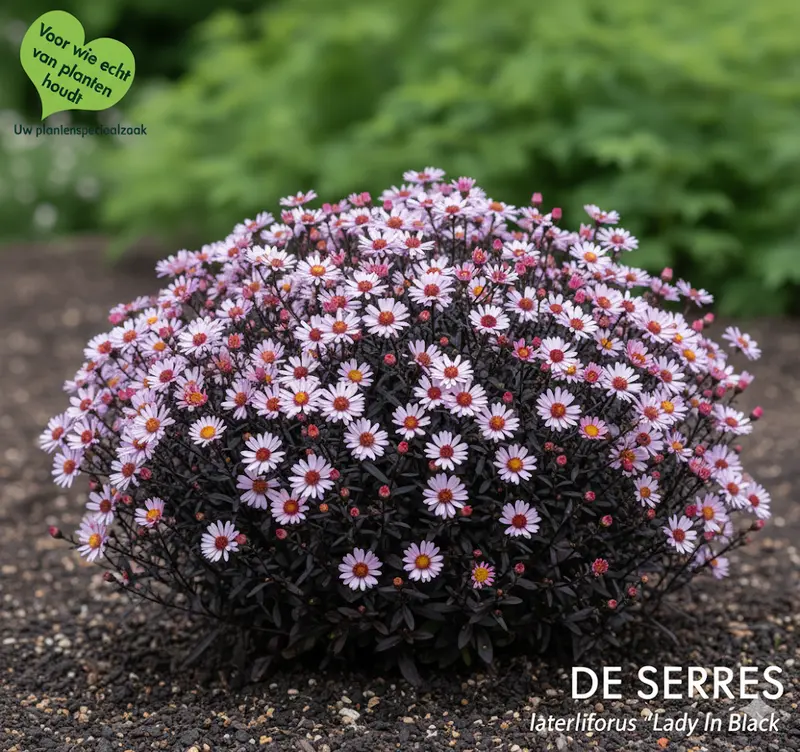 Aster lateriflorus 'Lady In Black' P9