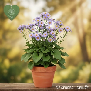 Aster macrophyllus P9