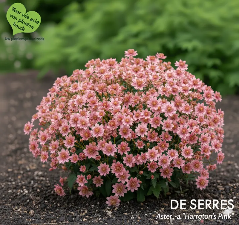 Aster novae-angliae 'Harrington´s Pink' P9