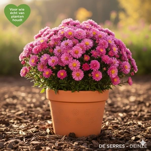 Aster novae-angliae 'Septemberrubin' P9