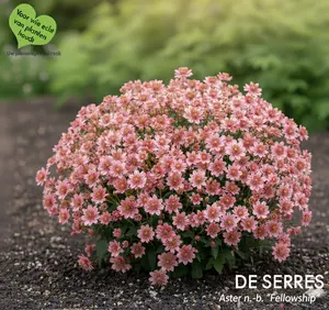 Aster novi-belgii 'Fellowship' P9