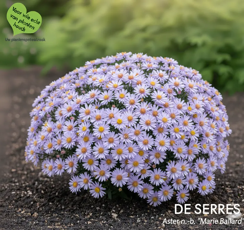 Aster novi-belgii 'Marie Ballard' P9