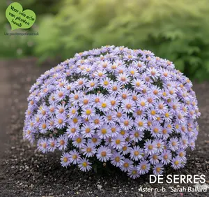 Aster novi-belgii 'Sarah Ballard' P9