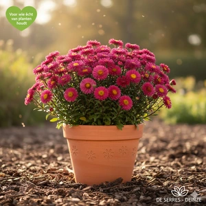 Aster novi-belgii 'Winston Churchill' P9