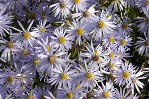 Lutetia - afbeelding 6