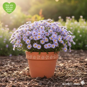 Aster sedifolius 'Nanus' P9