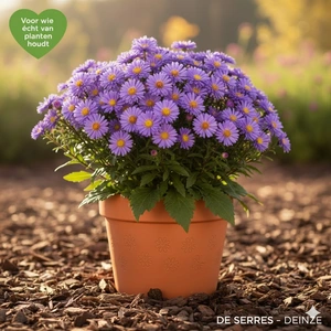 Aster tataricus 'Jindai' P9