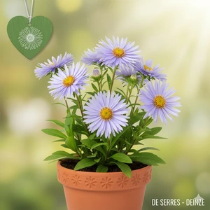 Aster tongolensis 'Napsbury' P9