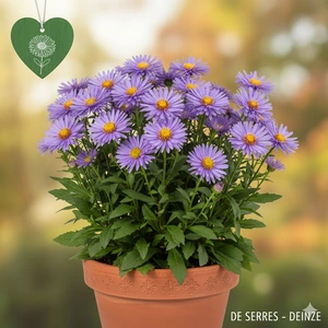 Aster tongolensis 'Berggarten' P9