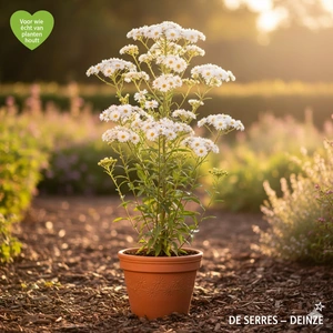 Aster umbellatus 'Weißer Schirm' P9