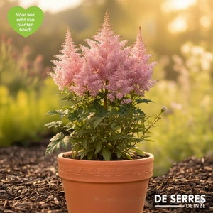 Astilbe x arendsii 'Bressingham Beauty' P9
