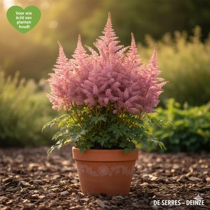 Astilbe x arendsii 'Erika' P9
