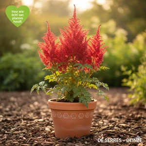 Astilbe x arendsii 'Etna' P9