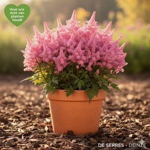 Astilbe x arendsii 'Venus' P9