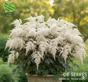 Astilbe x arendsii 'Weiße Gloria' P9
