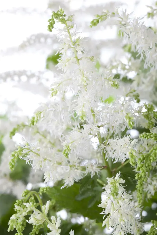 Astilbe arend 'Close Harmony' P9 - afbeelding 1