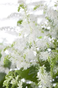 Astilbe arend 'Close Harmony' P9 - afbeelding 1