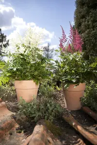 Astilbe arend 'Close Harmony' P9 - afbeelding 3