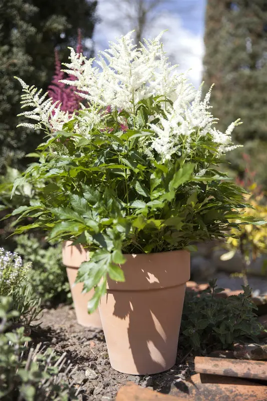 Astilbe arend  'Happy Spirit' P9 - afbeelding 2