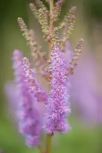 chinensis var. pumila - afbeelding 6