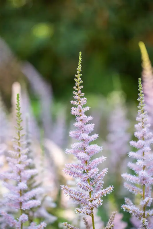 chinensis var. pumila - afbeelding 7