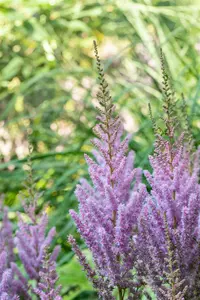 chinensis var. pumila - afbeelding 10